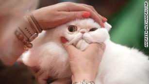 A cat is examined by a judge during the Sofiscat international feline beauty contest in Bucharest, Romania, Saturday, May 7, 2022. (AP Photo/Andreea Alexandru)