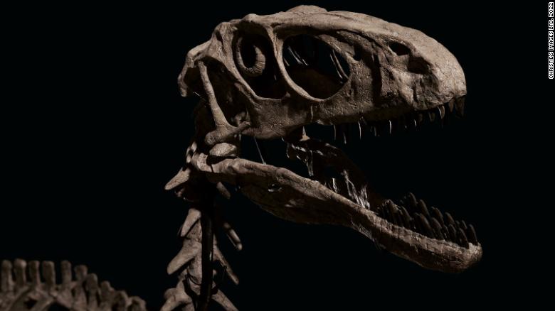 1pc Tyrannosaurus Rex Dinosaur Fossil Jurassic Cretaceous 130 Million Years Old 
