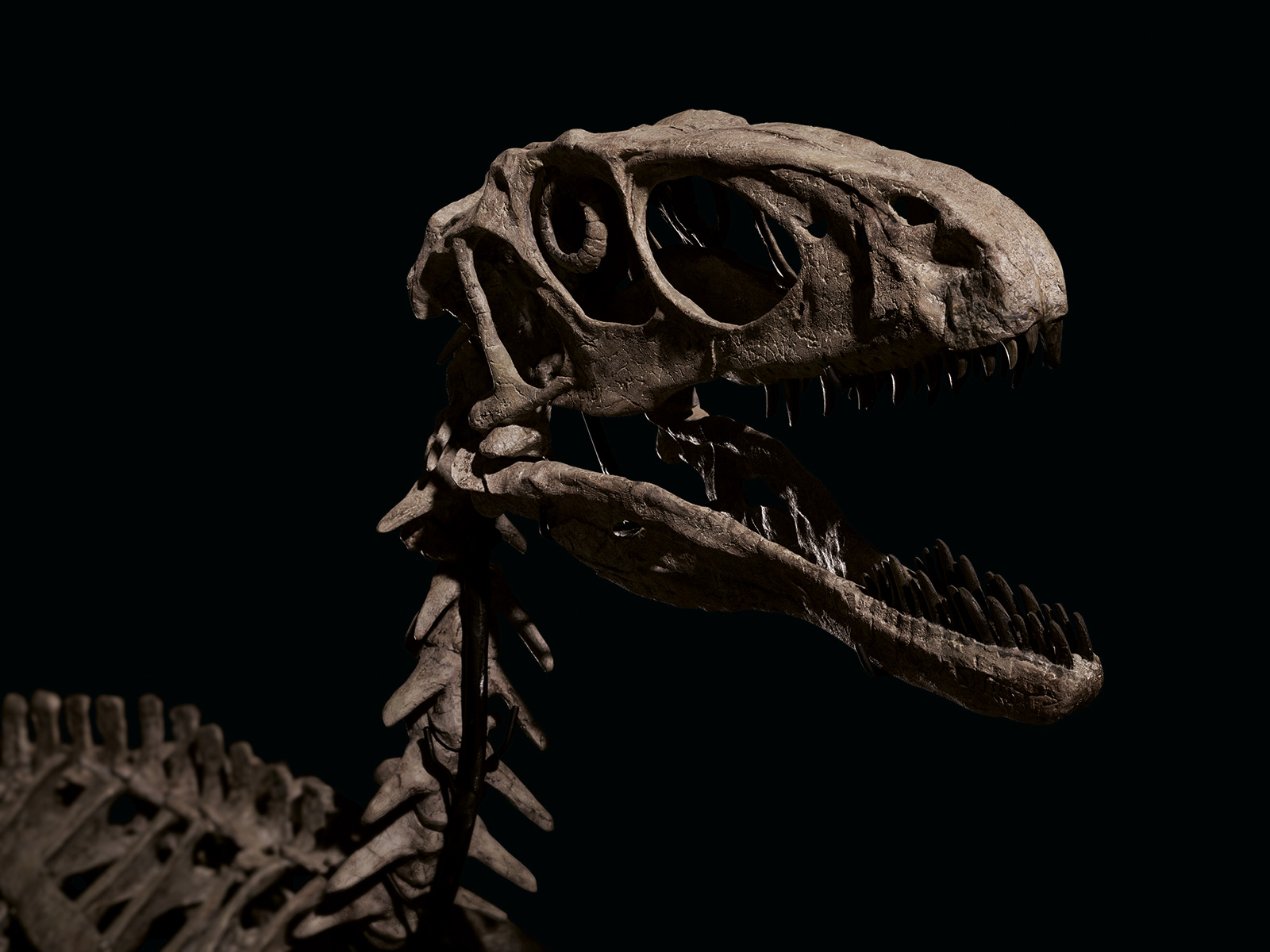 Fossils of a dinosaur that inspired 'Jurassic Park' sold for over $12  million - CNN Style