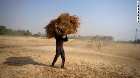 Giovedì 28 aprile 2022, un contadino indiano raccoglie un raccolto di grano in un campo alla periferia di Jammu, in India. 