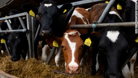 Heifers feed in a barn on a farm in Ashford, Kent.