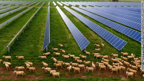 A 55-hectare array of solar panels on a farm near Dubbo in New South Wales.