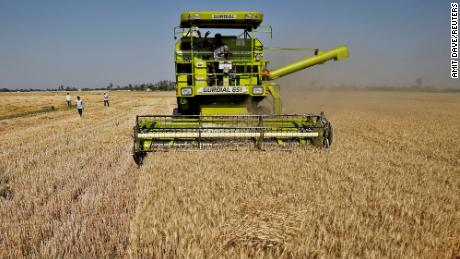 Colhendo uma safra de trigo em um campo nos arredores de Ahmedabad, na Índia.  Fotografia: Amit Dave/Reuters