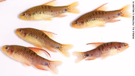 Researchers found a new species of fish, Poecilocharax callipterus, in the Amazon Basin.