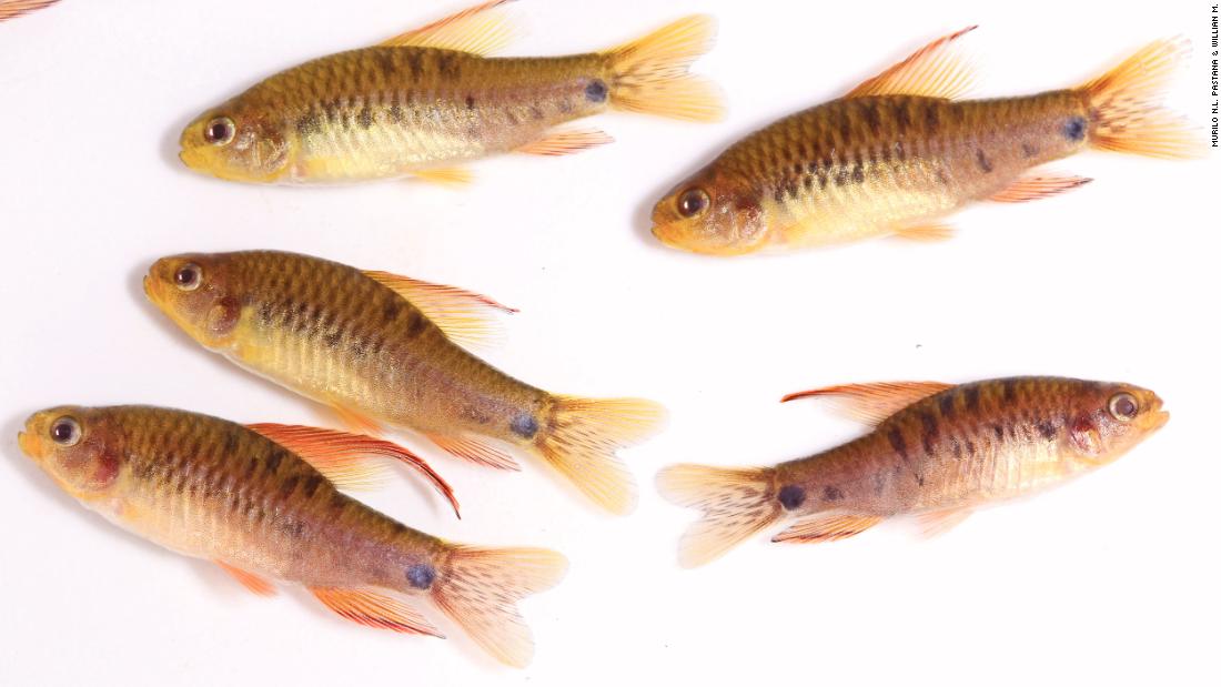 Tiny Amazon fish spotted in a single stream could go extinct just after being found