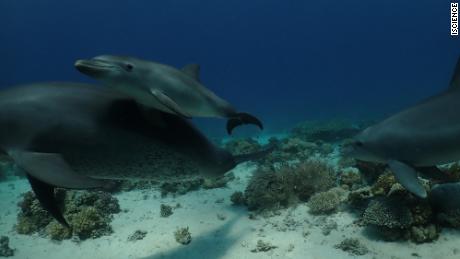 يمكن أن يساعد الاحتكاك بالشعاب المرجانية الدلافين على حماية بشرتها. 