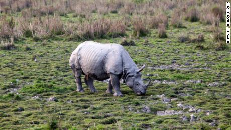 A greater one-horned rhinoceros is seen grazing in India&#39;s Kaziranga National Park.