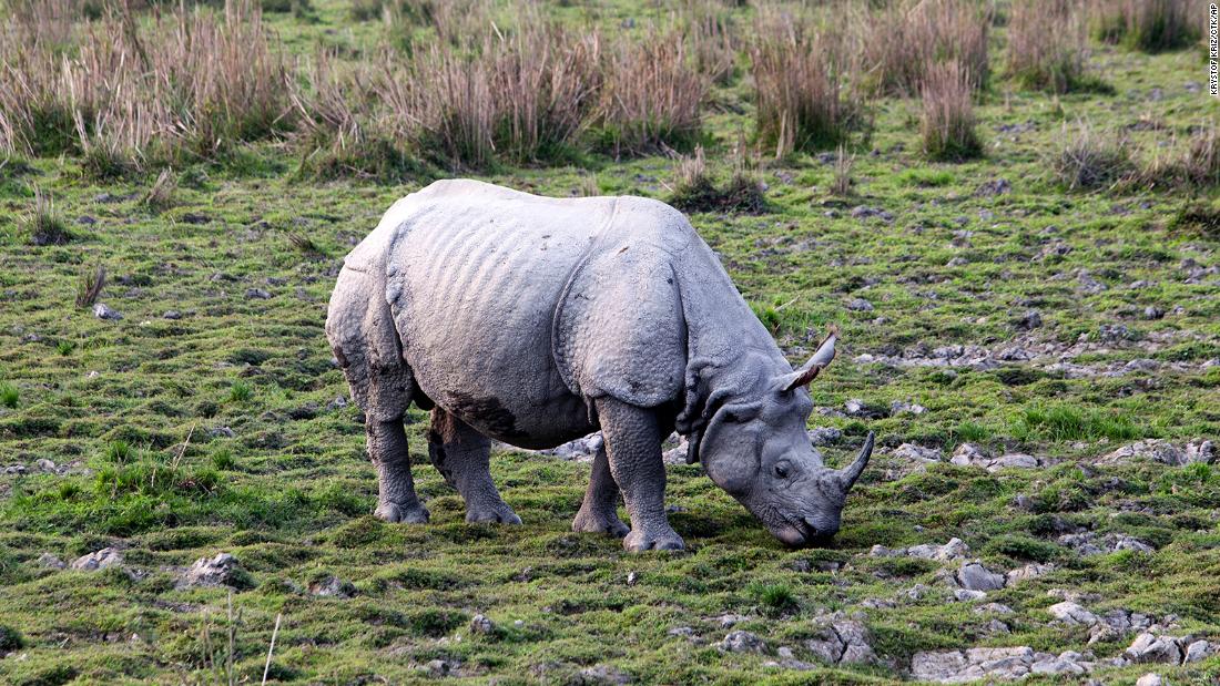 Greater one-horned rhino population is on the way up