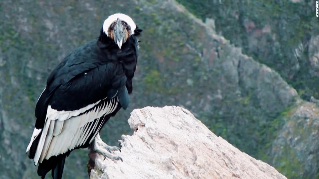 Bringing back Andean condors from the brink of extinction – CNN Video