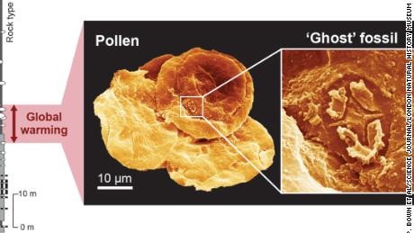 Ce graphique montre comment de minuscules fossiles fantômes ont été comparés à du pollen fossilisé. 