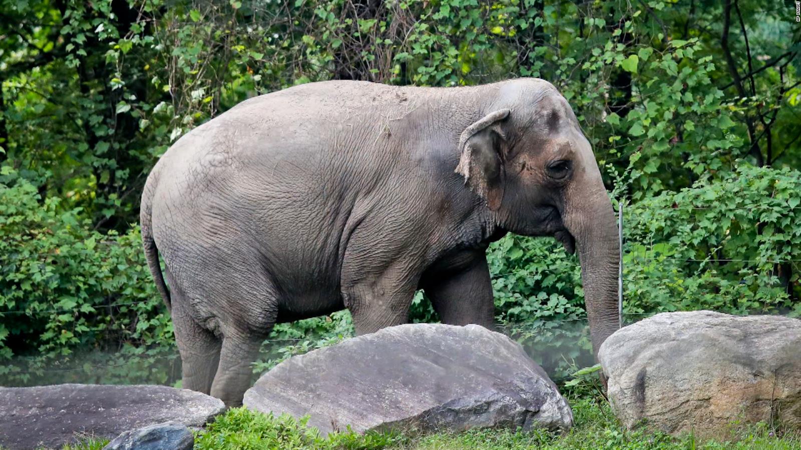 Video: Court weighing whether elephant at Bronx Zoo has human rights ...