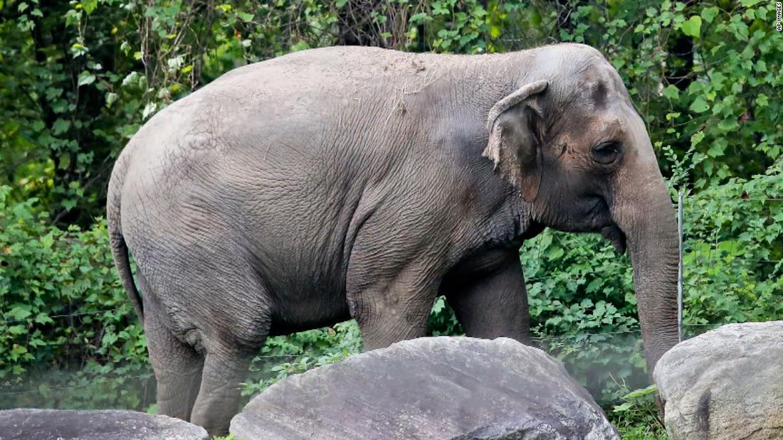 Video: Court weighing whether elephant at Bronx Zoo has human rights - CNN Video