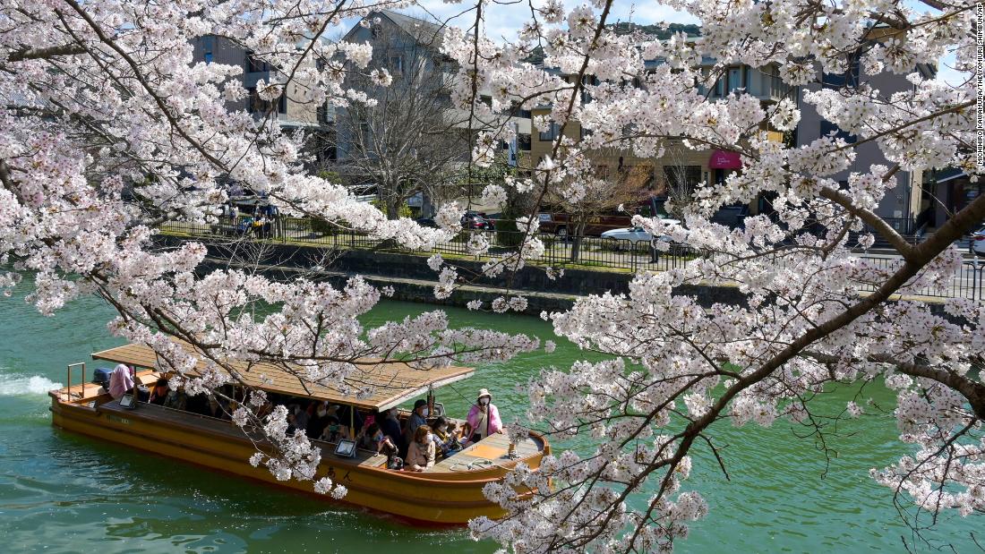 Human-induced climate crisis is making Japan's cherry blossoms bloom earlier