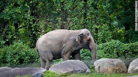 Bronx Zoo elephant Happy strolls inside the zoo&#39;s Asia Habitat in New York.  