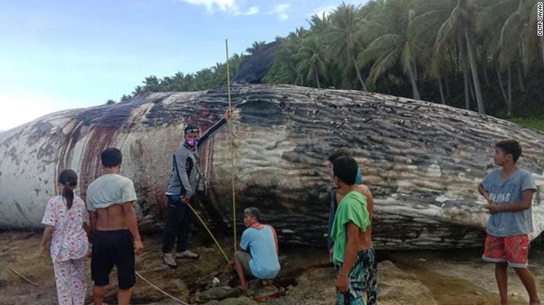 Dead sperm whale washes ashore in Philippines, latest in string of deaths