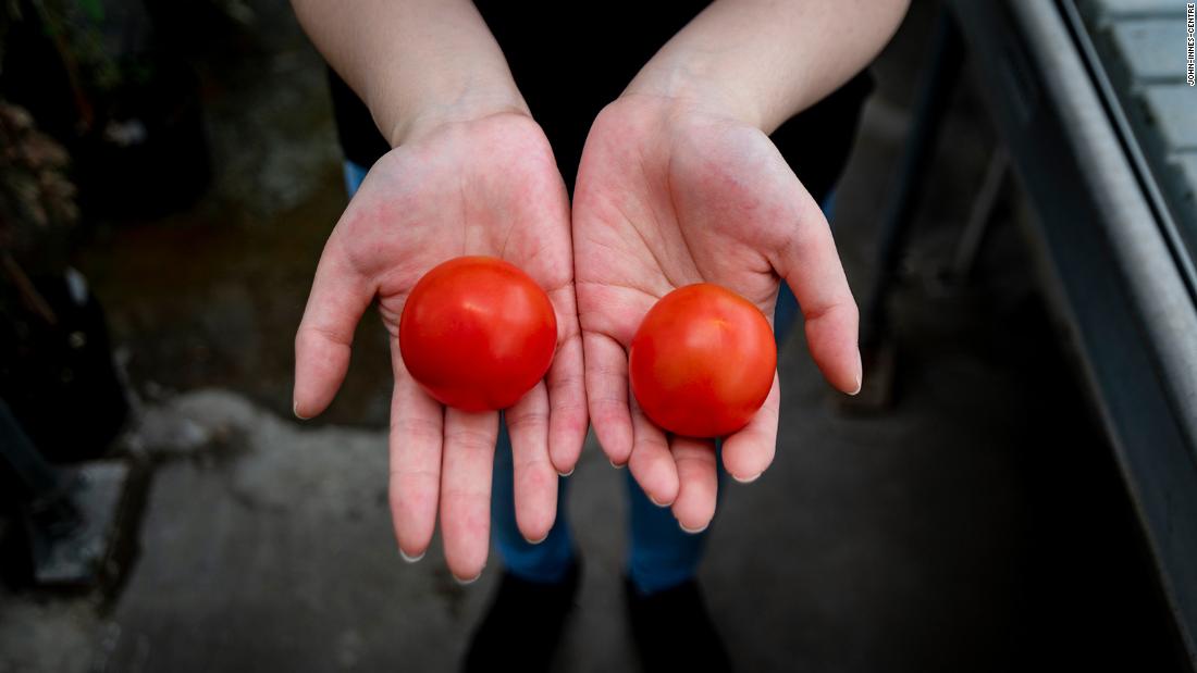 Tomatoes genetically modified to provide more vitamin D.