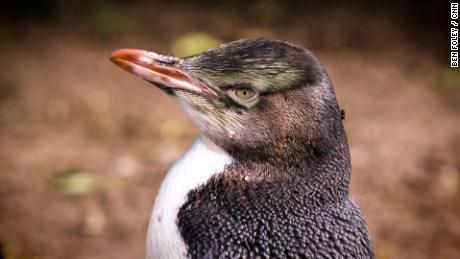 The patients at this New Zealand rehab center aren&#39;t people -- they&#39;re penguins