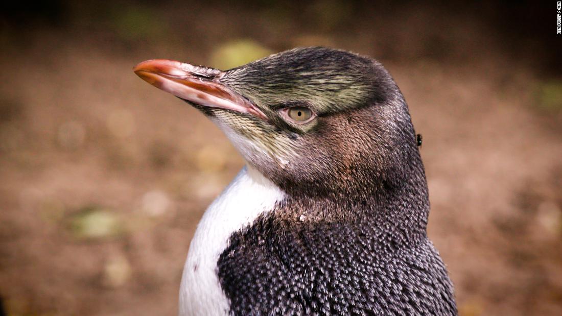 The patients at this New Zealand rehab center aren’t people — they’re penguins