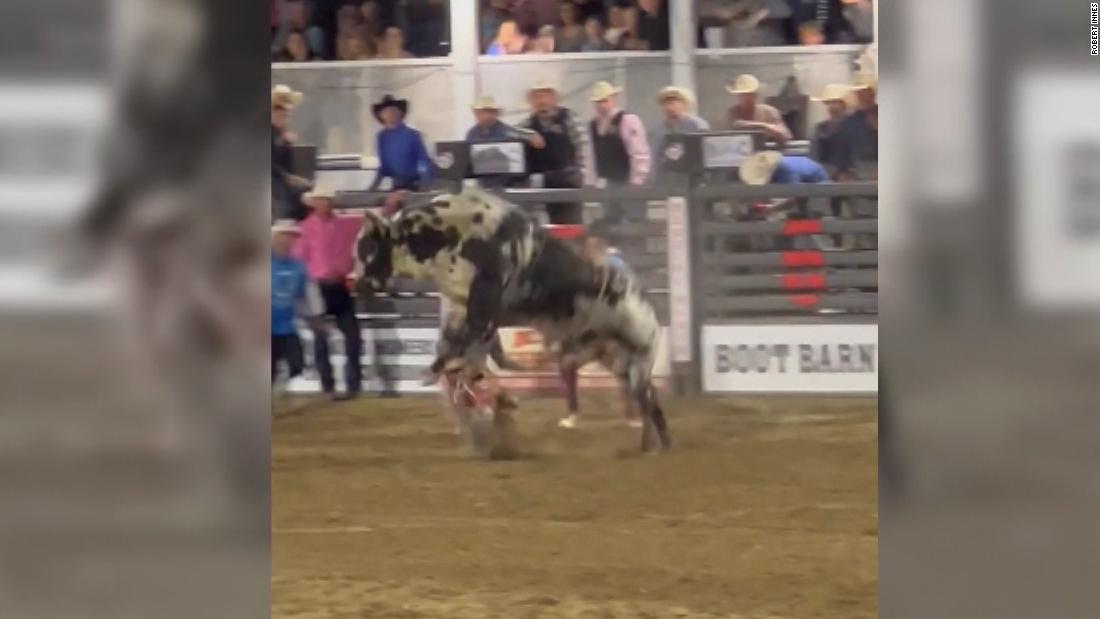 Rodeo bull jumps fence and causes commotion