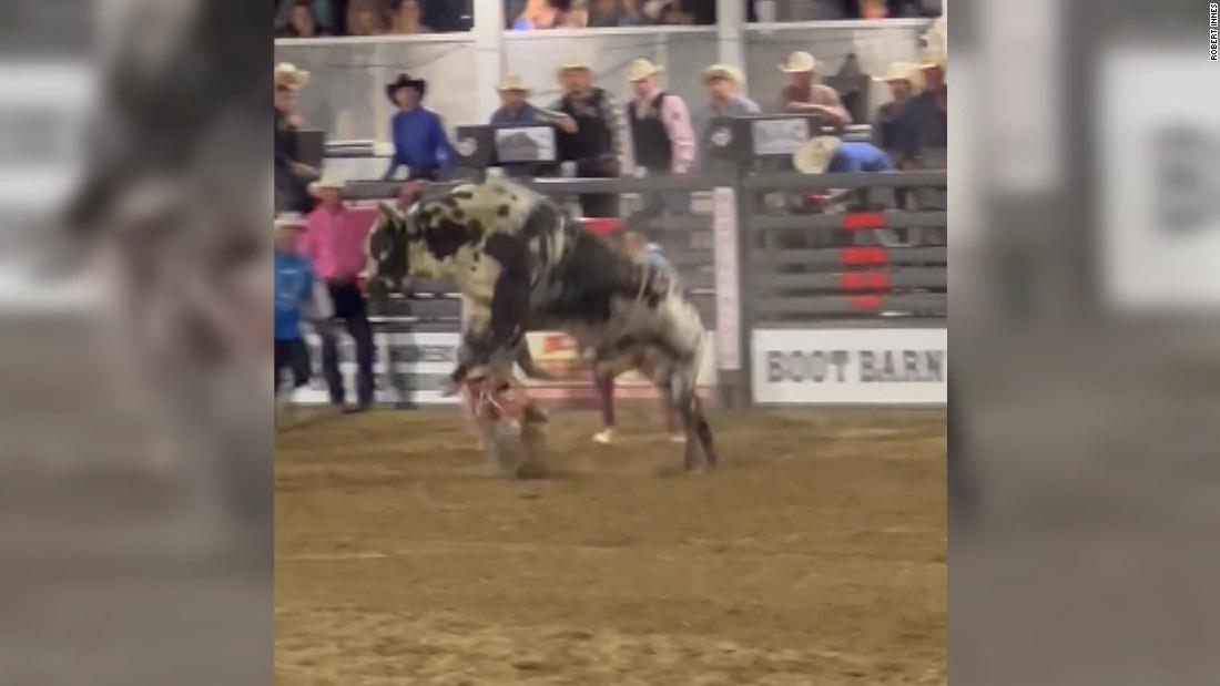 Video: Rodeo bull jumps fence and causes quite a commotion – CNN Video