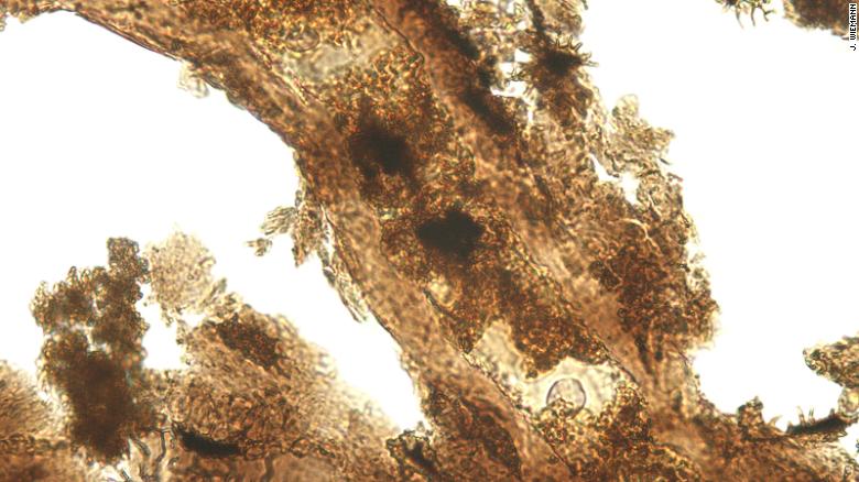 Uma visão microscópica de tecidos moles extraídos do osso de um Allosaurus é mostrada.