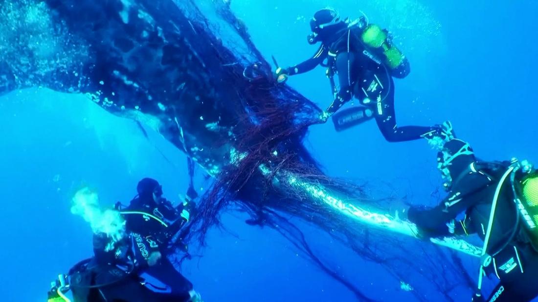 Buzos liberan a una ballena jorobada atrapada en Mallorca - CNN Video