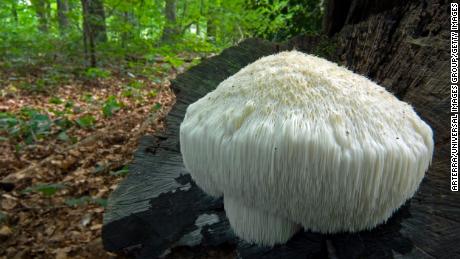The mycelial or vascular structure of the lion's mane 