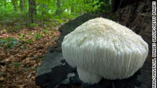 The mycelium, or root-like structure, of Lion&#39;s mane mushroom is part of the &quot;Stamets Stack.&quot;