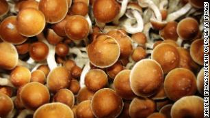 Magic mushrooms help people with depression process emotions •