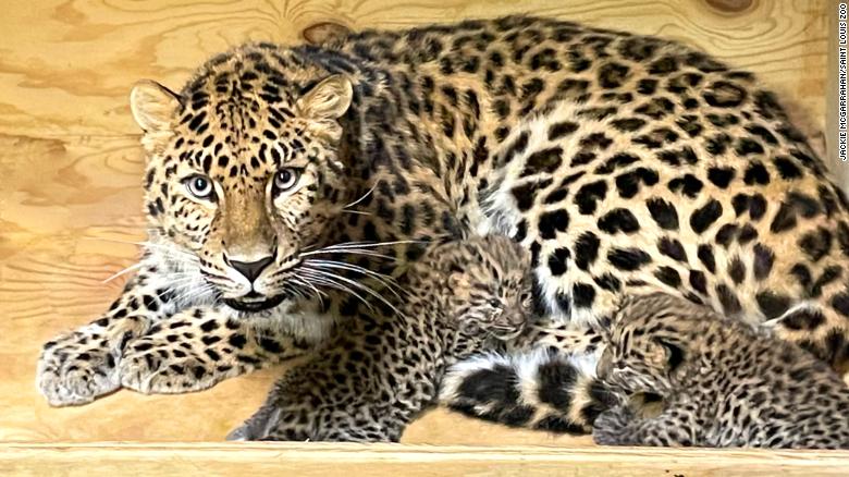 Two critically endangered Amur leopard cubs were born at the Saint Louis Zoo