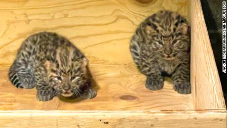 Amur leopard cubs Anya and Irina were born on April 21st at the Saint Louis Zoo.