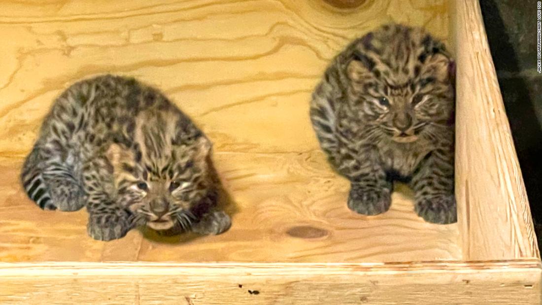 A litter of critically endangered Amur leopard cubs were born at the