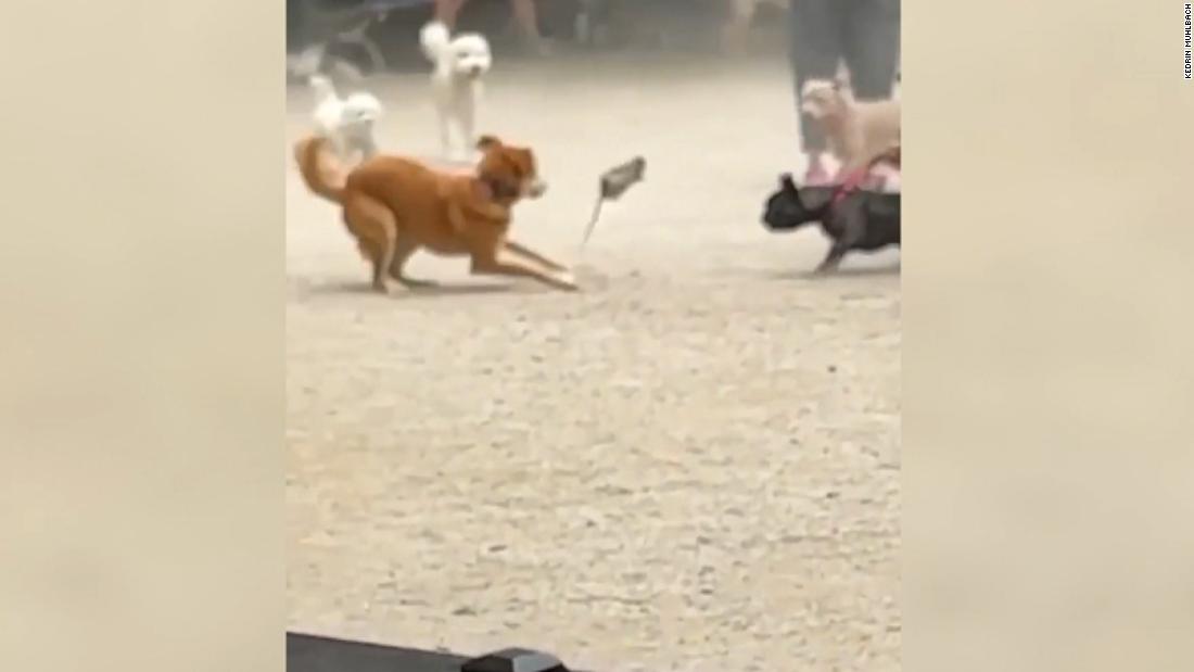 Video: Rat sends dog park into a frenzy, but someone else stole the show – CNN Video