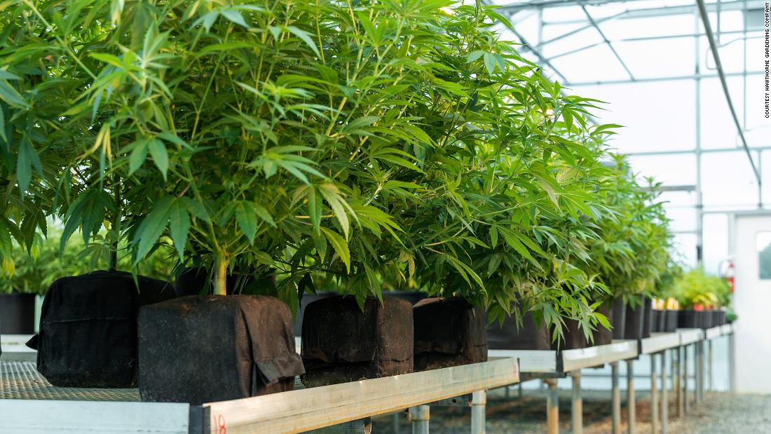 How Scotts Miracle-Gro became one of the biggest players in cannabis