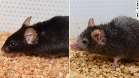 The &#39;Benjamin Button&#39; effect: Scientists can reverse aging in mice. The goal is to do the same for humans