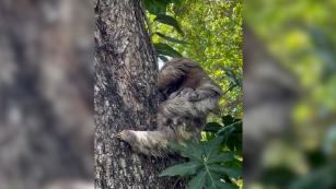 Baby sloth reunited with mom after rescue team found it crying - CNN Video