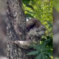 Baby sloth reunited with mom after rescue team found it crying - CNN Video