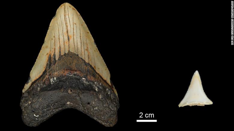 A tooth belonging to an extinct Otodus megalodon (left) and a tooth of a modern great white shark (left) are shown.