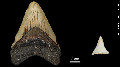 Fossils reveal teeth, great whites can destroy the biggest shark of all time