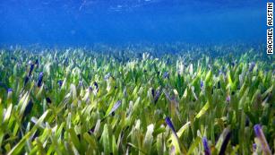 An underwater image of the seagrass in Shark Bay in Western Australia.