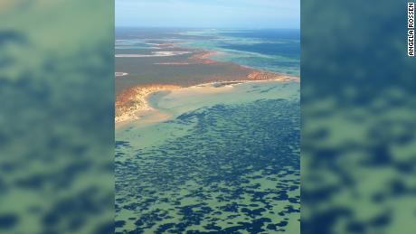 Fotografía aérea de Shark Bay, incluida la hierba marina, que aparece como manchas oscuras en el agua.