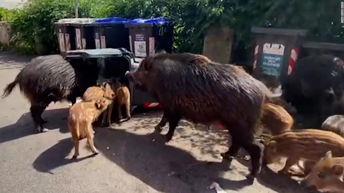 ‘Kill them’: Local on stopping wild boar in this European city – CNN Video
