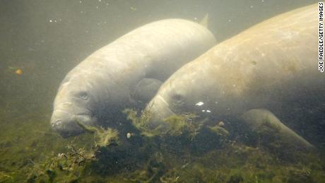 Conservation groups have announced that the US Fish and Wildlife Service will update its protections of habitats in Florida for manatees, seen in the photo swimming in the Homosassa River there in 2021.