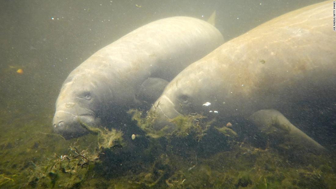 Federal officials agree to update Florida manatees’ protected habitat for the first time in 50 years