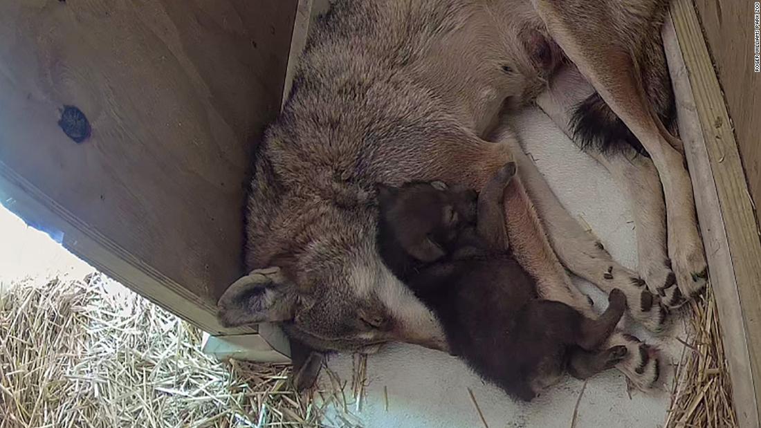 Rhode Island zoo welcomes birth of world’s most endangered wolf