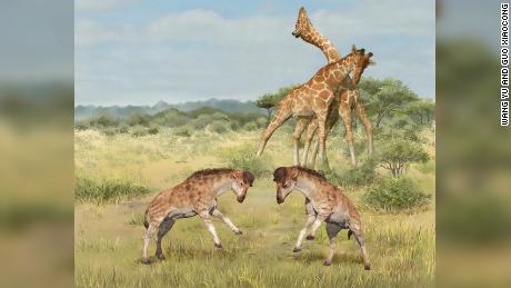This illustration compares the headbutting of an extinct giraffoid called Discokeryx xiezhi (foreground) with the neck-fighting style of modern giraffes (background). 