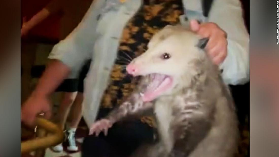 Video: An opossum wanders into a bar … and gets tossed out – CNN Video