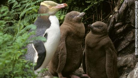 Inside New Zealand&#39;s rehab center for sassy, endangered penguins