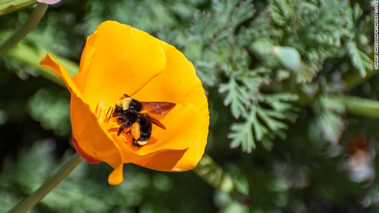 California bees can legally be fish and have the same protections, a court has ruled