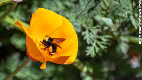 A bumblebee pollinates a California Poppy, San Jose, California.